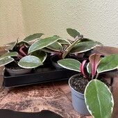 Хойя Фламінго Дрім (Hoya Flamingo Dream)