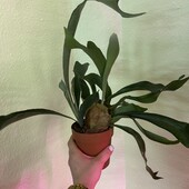 Платицеріум оленерогий, Platyc Bifurcatum (ø 12 см, h 40 см)