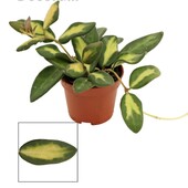 Хойя Буртоні варієгата, Hoya burtoniae variegata