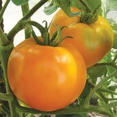 Томат Хурма, 20 насінин
