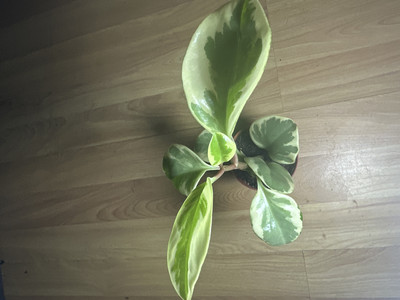 Фото №1 class=