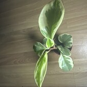 Пеперомія туполиста (Peperomia obtusifolia Variegata)