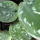 Сциндапсус плетистий