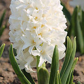 Садовий гіацинт Pallas великі цибулини