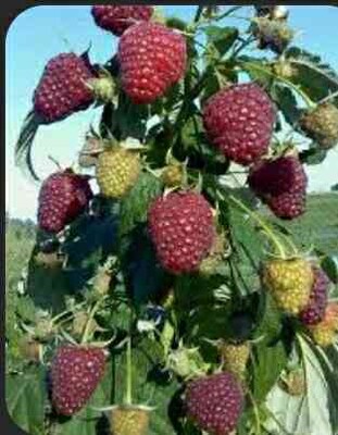 Фото №1 class=