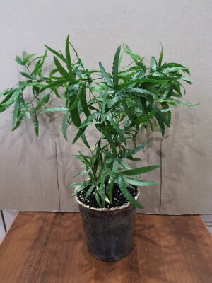 Фото №1 class=