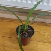 Гіпеаструм 2