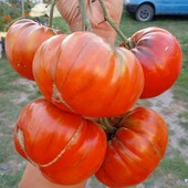 томат Лотарингійський красень, 15 насінин