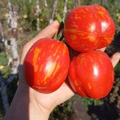 томат Striped stuffer, 15 насінин