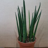 Сансевиерия Цилиндрика