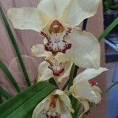 Орхидея Цимбидиум. Отцветает. Ароматная.