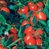 Syngenta, Швейцарія.Томат Умекс F1.Ранній, стійкий до хвороб, низькорослий.