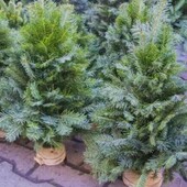 Кому ялиночку ))натуральна, жива,вязана ялинка з Карпат.Неймовірний аромат.Висота50см!