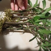 Руеллія або Мексиканська петунія