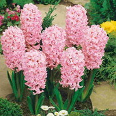 гіацинт садовий Fondant 1 шт