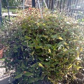 Гібазіс, Традесканція вічно квітуча (фата нареченої, ампельна)