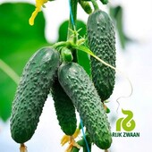 Голландія! Огірок Пучіні F1. самозапильний гібрид кущового типу. Без гіркоти. Для консервації