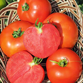 Томат Полфаст F1.Низькорослий, врожайний, стресостійкий.