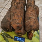 Морква домашня, лот 4 кг