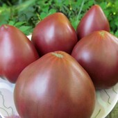 Томат Гном Пурпурове Серце, 15 насінин