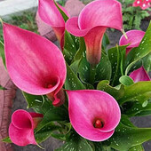 Калла Fantasia 18/20