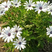 Домашнє насіння Остеоспермуму