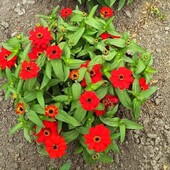 Насіння цинії Проф'южен Ред