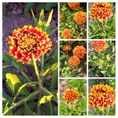 Гайлардія однорічна