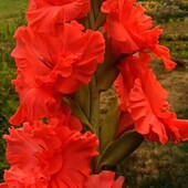 Дітки сортових гладіолусів