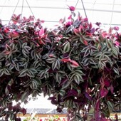 Традесканція Зебріна