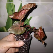 Яскравий сингоніум Арон Браун