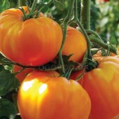 Томат Золотий вік, 20 насінин