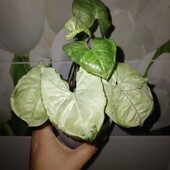 Сингоніум Вайт Батерфлай