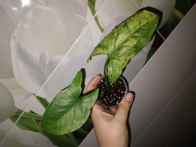 Фото №1 class=