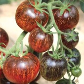 Томат Темна галактика, 20 насінин