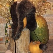 ❤️Зимова шапка з вухами і помпонами, стан відмінний❤️