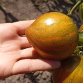 томат Серце Марші, 15 насінин