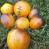 томат з антоціаном Сержант Пеппер жовтий 15 насінин