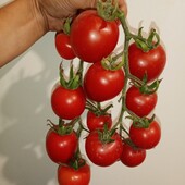 Ідеальні томати " Мрія Городника 2" Рекомендую,25 насінин