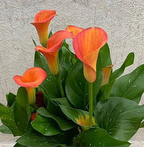 Фото №1 class=