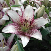 Лілія Sweet Zanica - 12/14