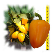 Перець Золота ластівка. Товстостінний для переробки, фарширування та свіжого споживання.