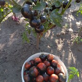 Прекрасний високорослий сорт томату Американський синій 30 насінин