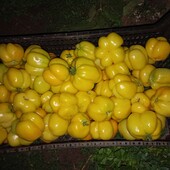 Абсолютно інший томат, Іллюзія Вінсент 25 насінин