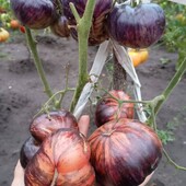 томат Біфштекс Марші, 15 насінин,,