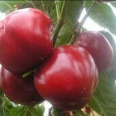 Перець Колобок червоний, 15 насінин