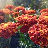 Чорнобривці махрові на вибір лот 1 пак.