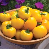 Перець Колобок жовтий, 15 насінин