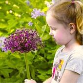 Аллиум Miami 3 шт