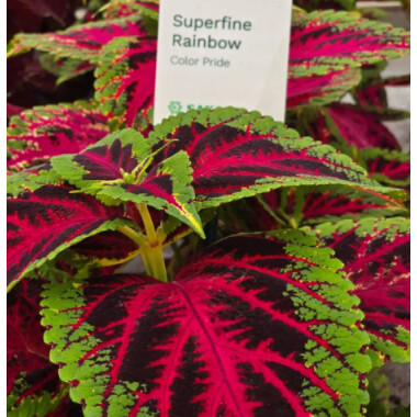 Фото №1 class=